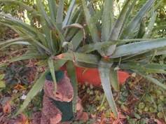 Aloe im Topf