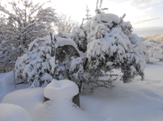 Gugelländischer Olivenbaum im Winter