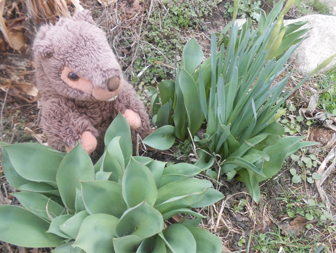 tulpen und osterflockenblätter
