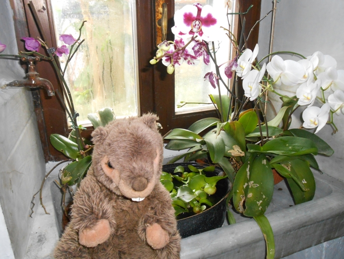 Grünling mit orchideen