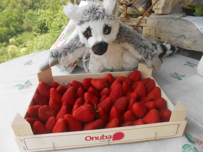 die ersten Erdbeeren