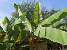 bananenbaum