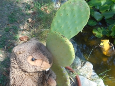 Kaktusohrwascheln
