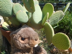 stachelloser Kaktus