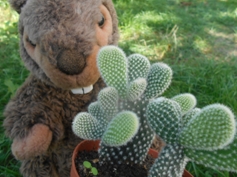 kleinere Kaktus