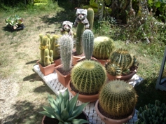 Kaktusland