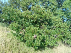 Erdbeerbaum