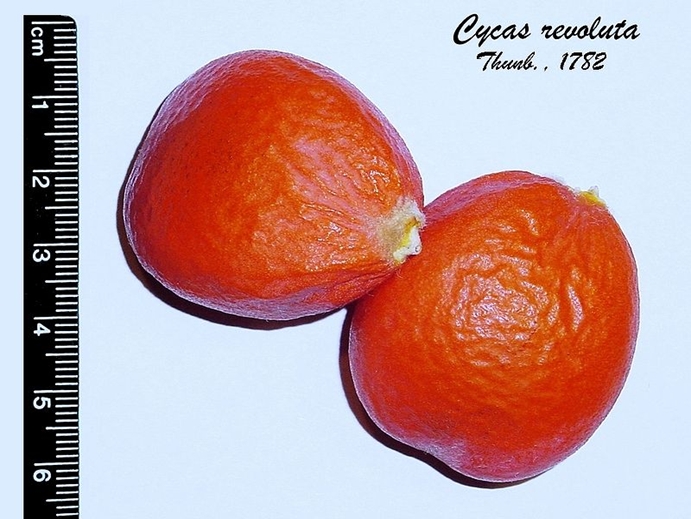 Früchte von Cycas