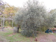 Olivenbaum mit Grünling