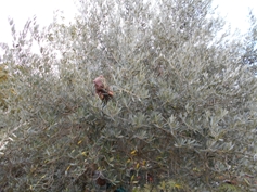 Grünling im Olivenbaum