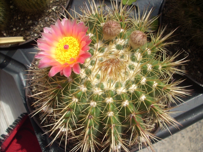 Blüete eines Kaktus