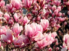 magnolie8
