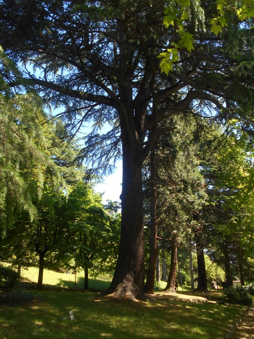 Mammutbaum im Park