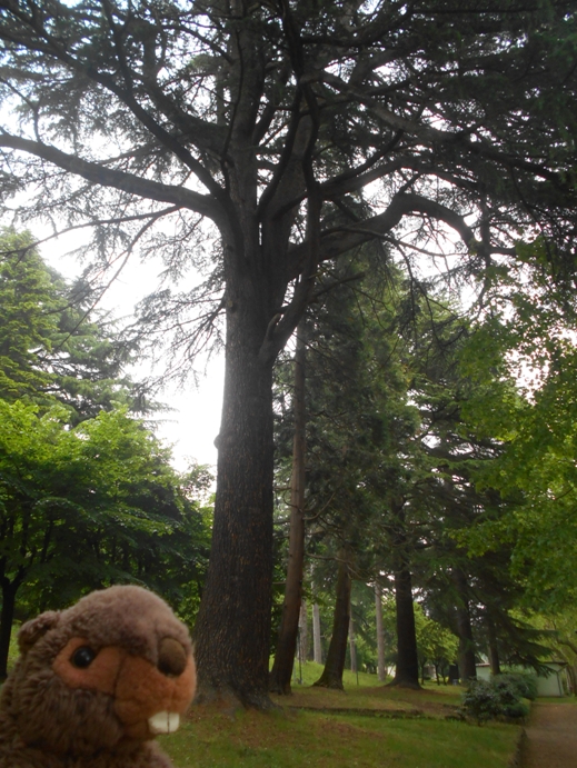 Mammutbäume in Parks