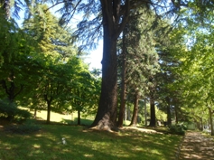 mammutbaum im park
