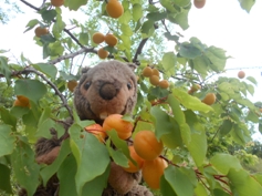 aprikosenbaum