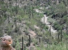 saguaro-kaktus