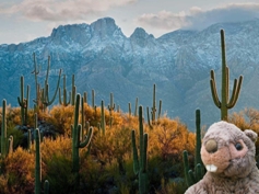 saguaro-kaktus
