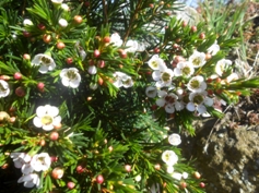 australische wachsblume