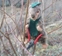 pfirsichbaum