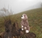 nebel