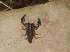 italienischer Skorpion