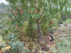 mein Pfirsichbaum