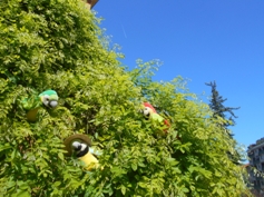 Papageien am Baum
