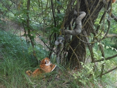 Bild aus dem Dschungelbuch