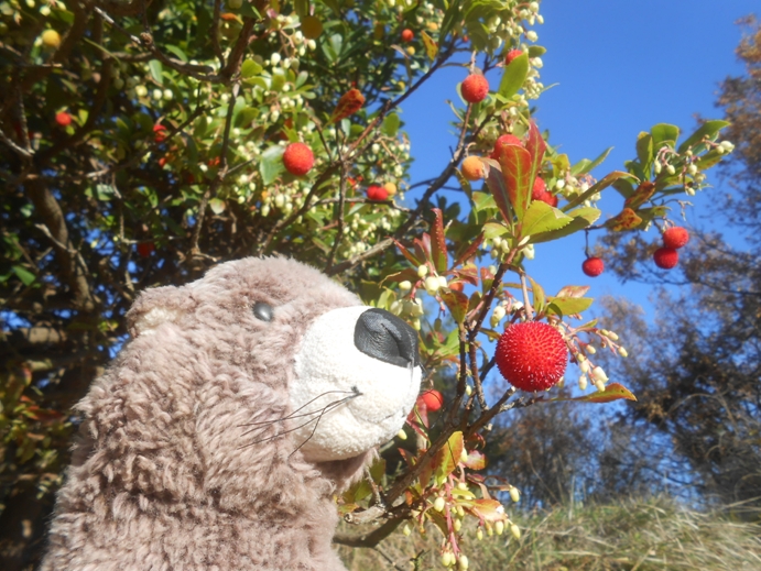 Frucht vom Erdbeerbaum