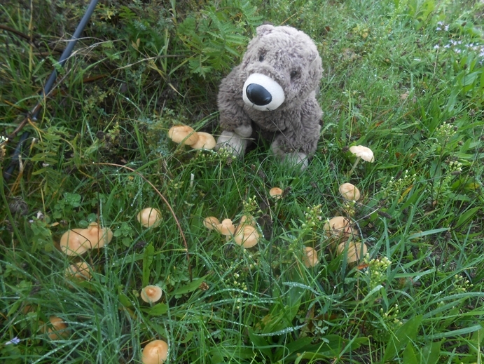 Pilze in der Wiese